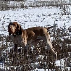 Artoo - Bracco Italiano