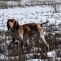 Artoo - Bracco Italiano