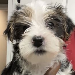 Yorkshire Terrier Puppies from Keia's Parti Yorkie Pups