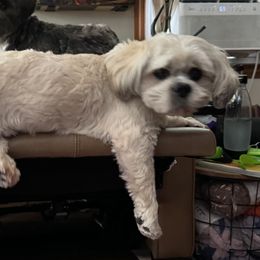 Bodhi - Lhasa Apso