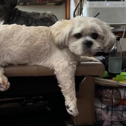 Bodhi - Lhasa Apso