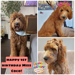 Goldendoodle All Grown Up from SW Doodles of CA