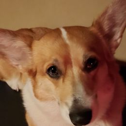 Tweety - Pembroke Welsh Corgi