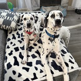 Doti - Dalmatian