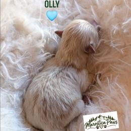 Olly - Cream male Pomeranian puppy in Granby, Colorado from Marostica Paws