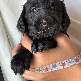 Kennedy - Black male Flat-Coated Retriever puppy in Park Rapids, Minnesota from Catori