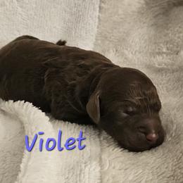 Violet - Chocolate female Goldendoodle puppy in Kansas City, Missouri from Poppy's Doodles