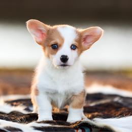 Rajah - 2200 - Red merle and white male American Corgi puppy in Star City, Arkansas from T4 Farms