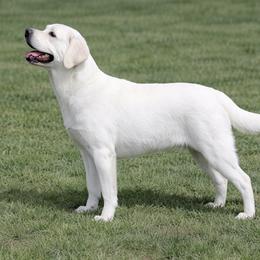 Snow - Labrador Retriever