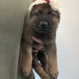 Rudolph - Sable male German Shepherd puppy in Canterbury, Connecticut from Nachtwaechter German Shepherds, LLC
