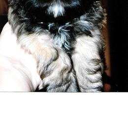 Shih Tzu Puppies from Shih Tzu Dreams Come True
