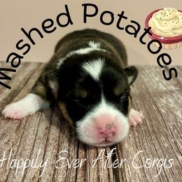 Mashed Potatoes - Black and tan male Pembroke Welsh Corgi puppy in Hanover, Pennsylvania from Happily Ever After Corgis