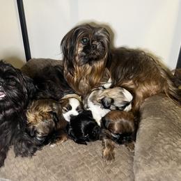 Shih Tzu Puppies from Caroline Mendes