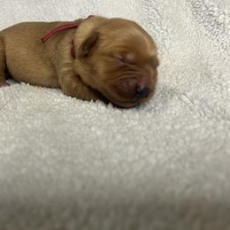 Golden Retriever Puppies from Nomadic Reds