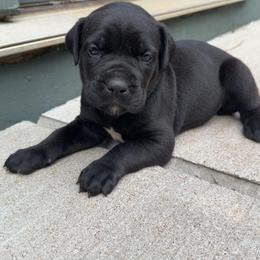Pink Collar Female - Black female Cane Corso puppy in Jasper, Alabama from C&M Cane Corso