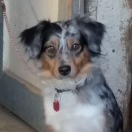 Patch - Miniature Australian Shepherd