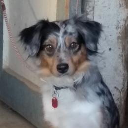 Patch - Miniature Australian Shepherd