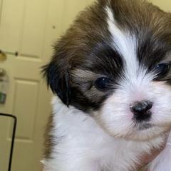 Mal-Shis from FurKids