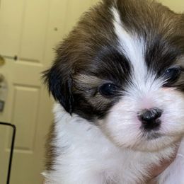 Mal-Shis from FurKids
