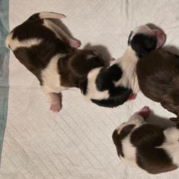 Brittany - Chocolate female Shih Tzu puppy in Brighton, Missouri from Morningstar's Shih Tzu