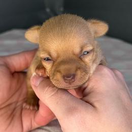 Flower - Gold and white female Chihuahua puppy in Sherwood, Arkansas from Bartelt Breeders