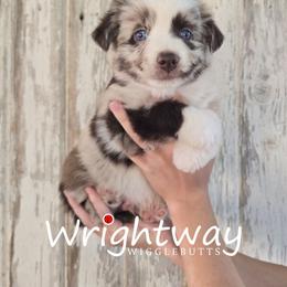 Muddy - Red merle male Miniature Australian Shepherd puppy in Dowagiac, Michigan from Wrightway Wigglebutts