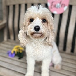 Siggy - Cavapoo