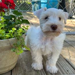 Male 2 - Wheaten male Miniature Schnauzer puppy in Lowell, North Carolina from Prestigious Schnuazers