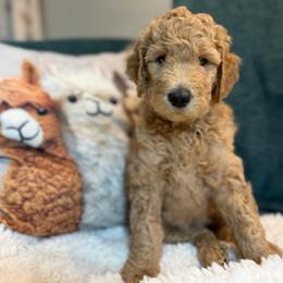 Maradona- Girl 1 ( light blue collar) - Apricot female Goldendoodle puppy in Auburn, Indiana from Cooper’s Doodles