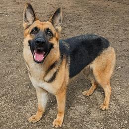 Moana - Black and tan female German Shepherd puppy in La Pine, Oregon from Granville/Diamond Peak German Shepherds