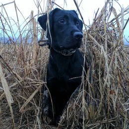 Labrador Retrievers from Blackacre Retrievers