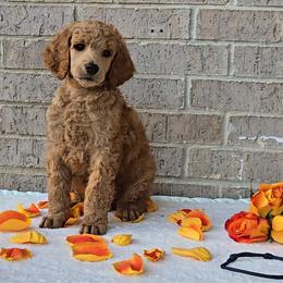 Navy - Red  male Poodle puppy in Diamond, Missouri from Evening Stars Poodles