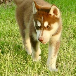 Siberian Husky Puppies from Ortega's Siberian Huskies
