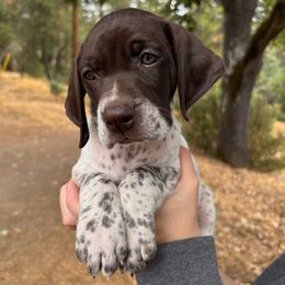 Glacier - Light Blue Collar - Liver and white female German Shorthaired Pointer puppy in Mokelumne Hill, California from Underhill GSP