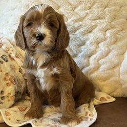 Girl 4 - Apricot female Goldendoodle puppy in Scottsdale, Arizona from Cockadoodle Poo Puppies