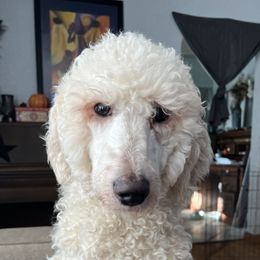 Phoebe - Poodle
