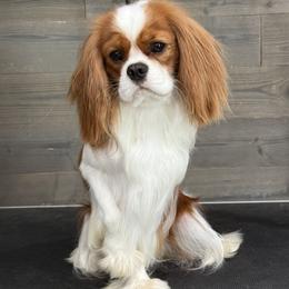 Cruz - Cavalier King Charles Spaniel