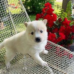 Blanche - White female Pomsky puppy in Michigan from Blue Water Pomskies