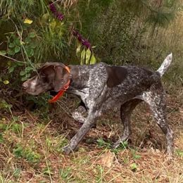 Rosalee - German Shorthaired Pointer