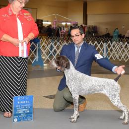 Ellie - German Shorthaired Pointer