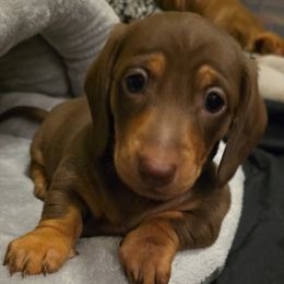 Dachshund Puppies from Tumbleweed Dachshunds