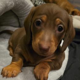 Dachshund Puppies from Tumbleweed Dachshunds