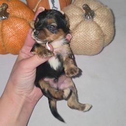 Neptune - Black and gold male Yorkshire Terrier puppy in Lakeland, Florida from You Me & The Yorkies