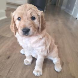 Lacey - Apricot female Goldendoodle puppy in Mullin, Texas from Grosenbacher Goldendoodles
