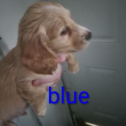 Akc RedCream blue flynn - Cream male Dachshund puppy in Madisonville, Tennessee from LaRose Farm & Kennels