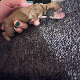 Dachshund Puppies from Monica’s Treasured Dachshunds