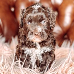 Petal - Chocolate female Australian Labradoodle puppy in Decatur, Alabama from Southern Meadows Doodles