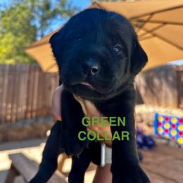 Green Collar - Black male Labrador Retriever puppy in Galt, California from On My Side Kennels