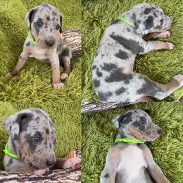 Catahoula Leopard Dog Puppies from Middle Acres Catahoulas