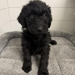 Lilly - Black female Labradoodle puppy in Georgetown, South Carolina from Muddy Bay Kennels